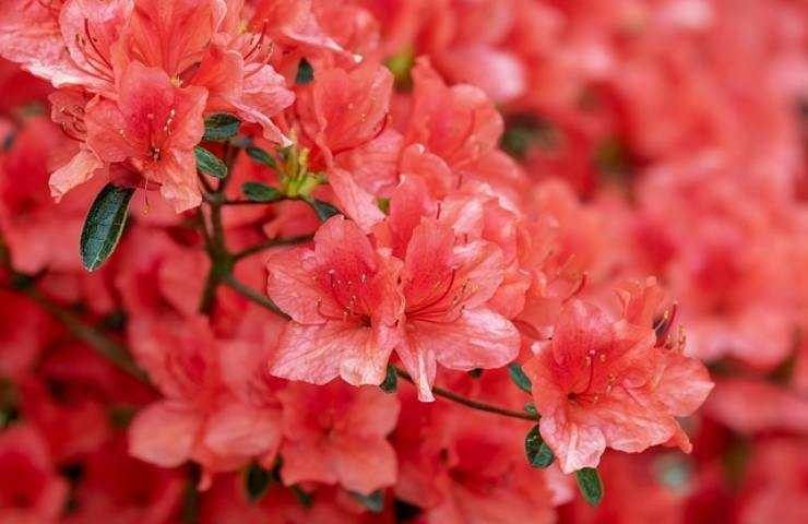 azalea rossa 