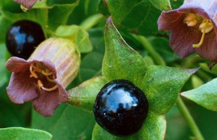 belladonna effetti collaterali