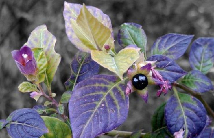 belladonna pericolo