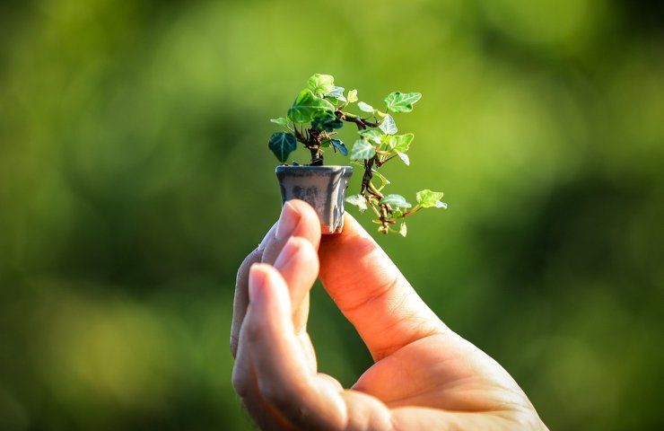 bonsai crescita giada 