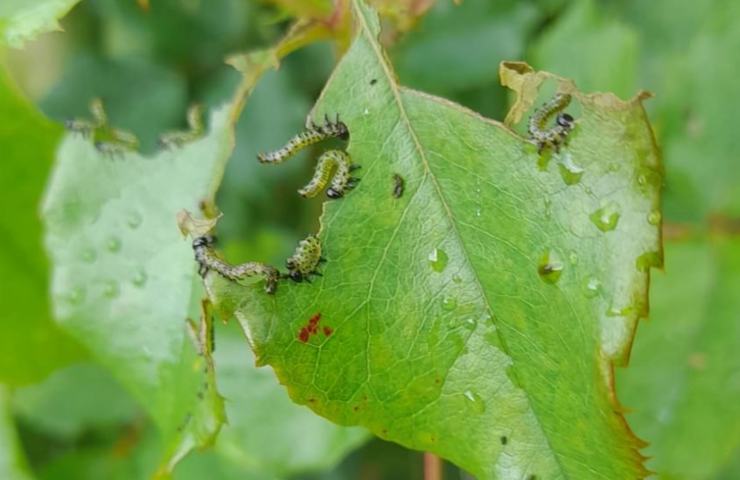 bruchi mosca problema