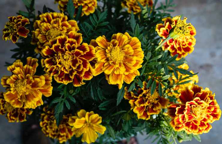 calendula cura corretta