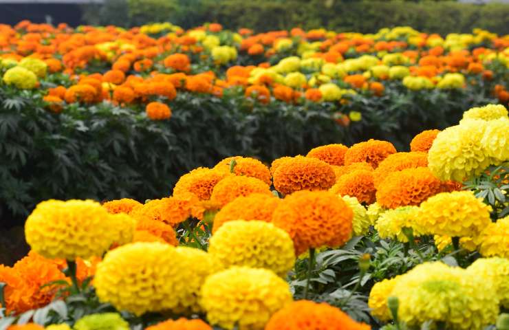 calendula curiosità