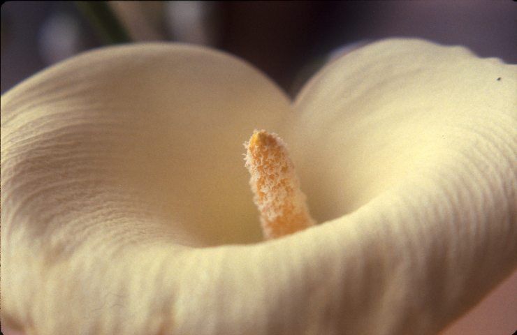 calla consigli utili