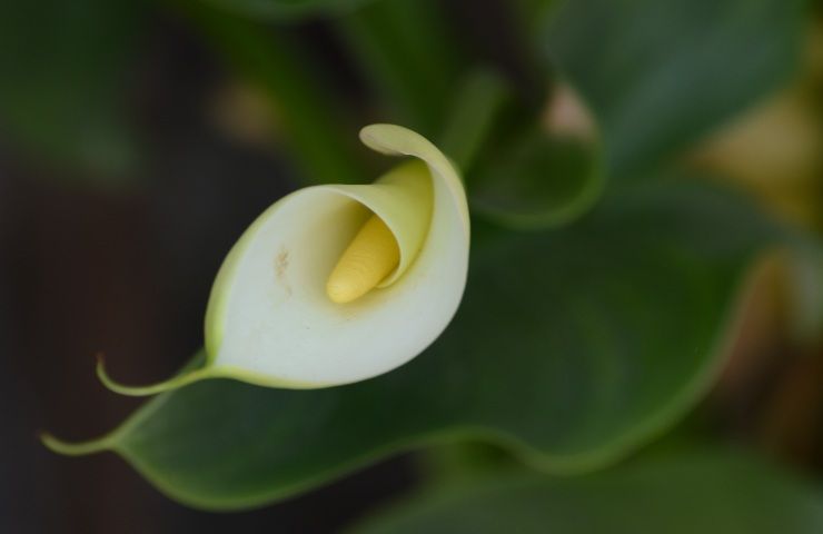 calla pianta cura