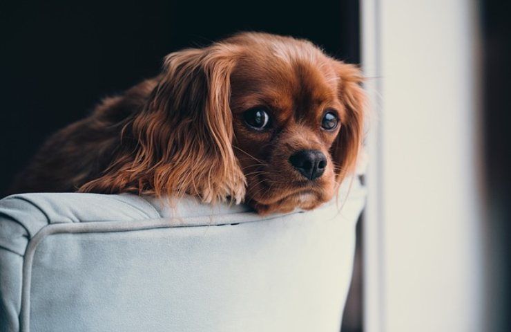 Cani in casa, il tempo limite per tenerli chiusi