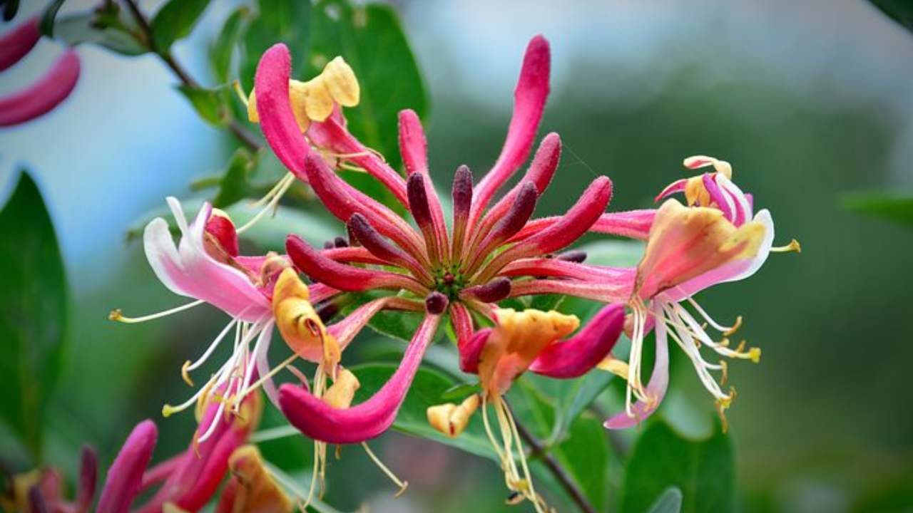 curiosità sul caprifoglio