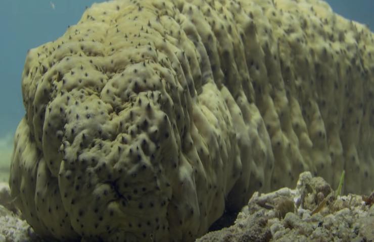 cetriolo di mare simbiosi 