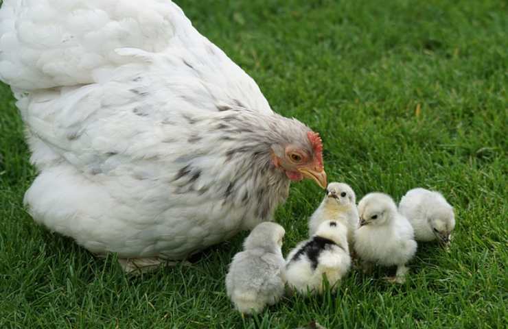 galline da allevamento: chioccia o per la produzione di uova 