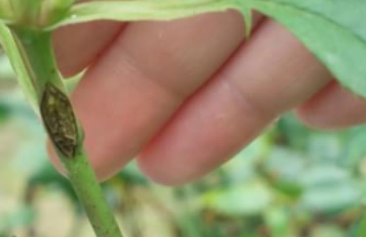 mosca rosa cicatrice