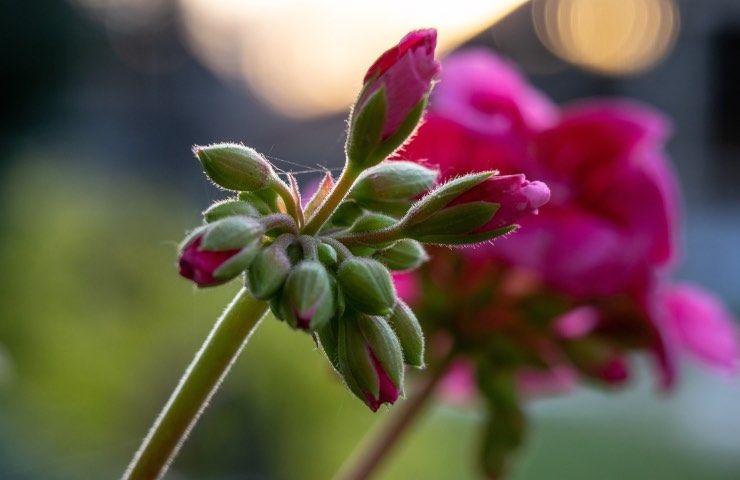 ciclamino in estate cura