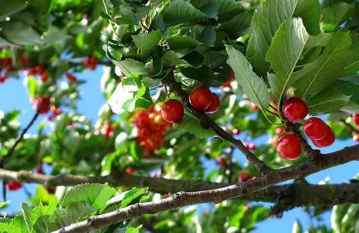 raccolta frutti alberi pubblici 