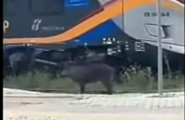 Foggia Strano animale avvistato sui binari