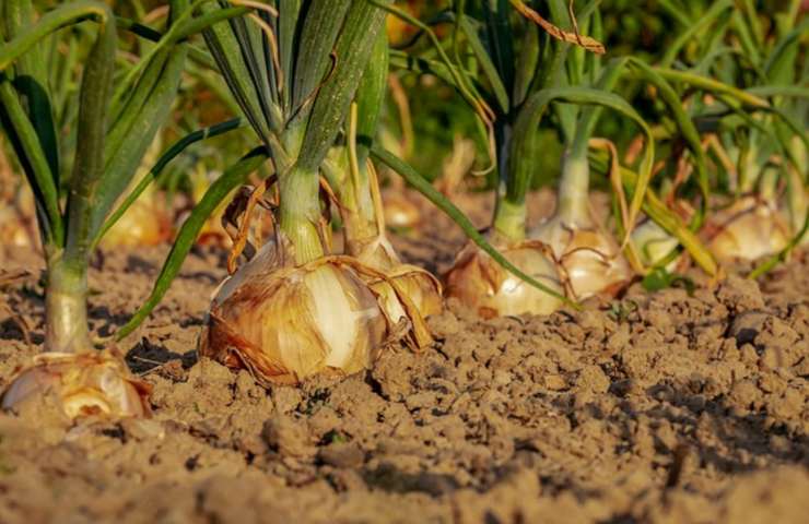 Cipolla moltiplicata i tuoi fiori e non solo truchetto