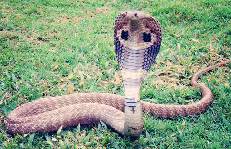 cobra in giardino 