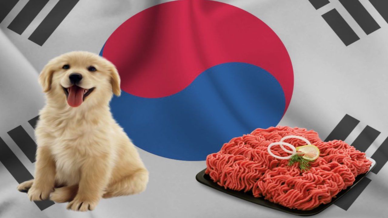 Corea del Sud contro carne