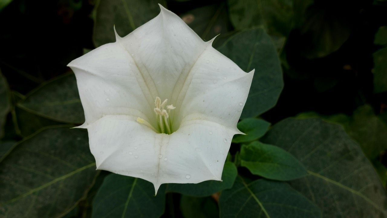 mangiano corno del diavolo
