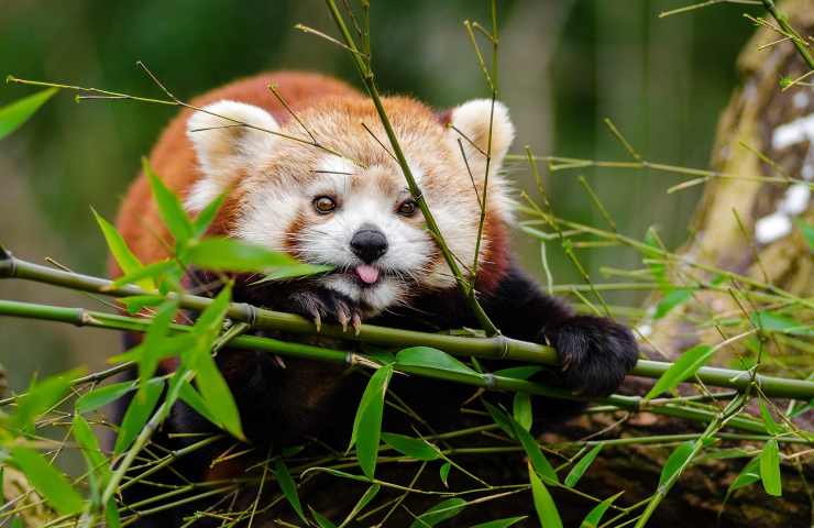 tenerissimi orsetti di panda rosso: un animale molto imbranato ma dolcissimo