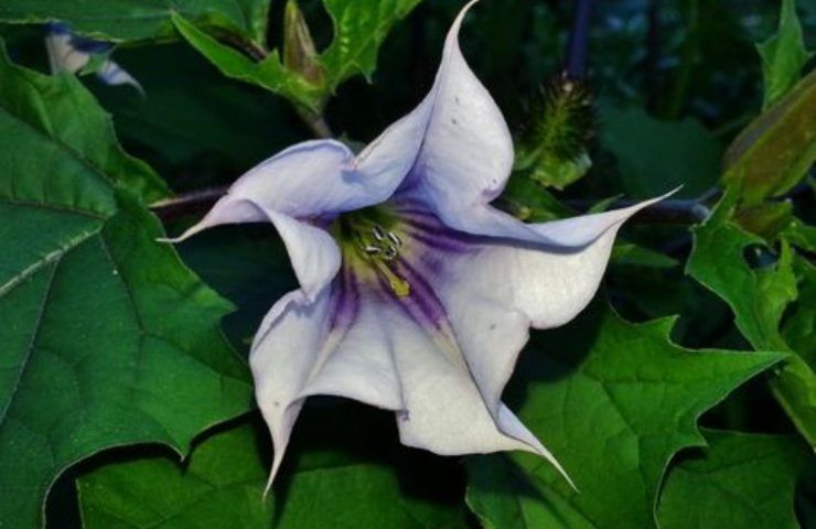 datura stramonio pericolo