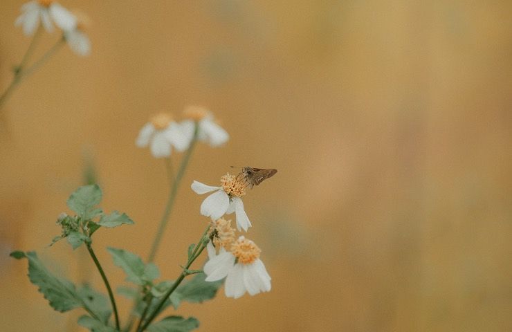 falene impollinatrice funzione