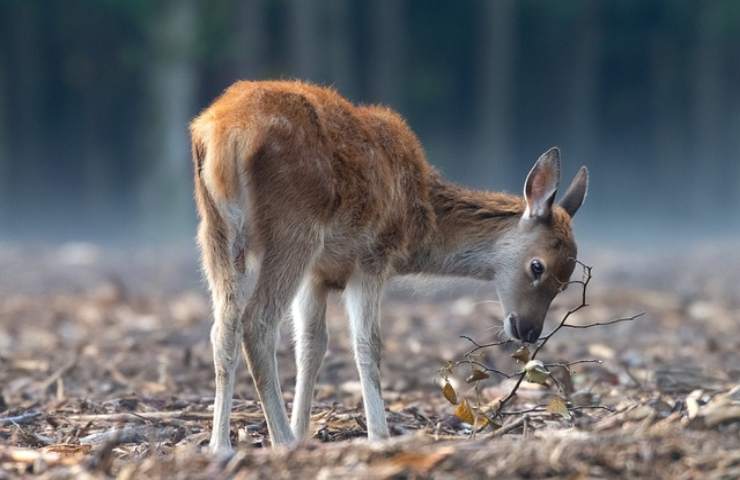 la fauna selvatica a rischio