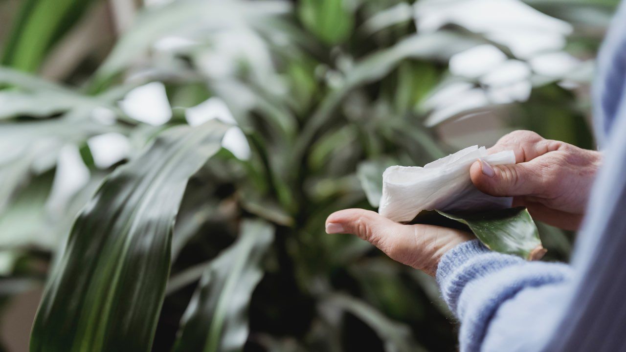 modo lucidare foglie