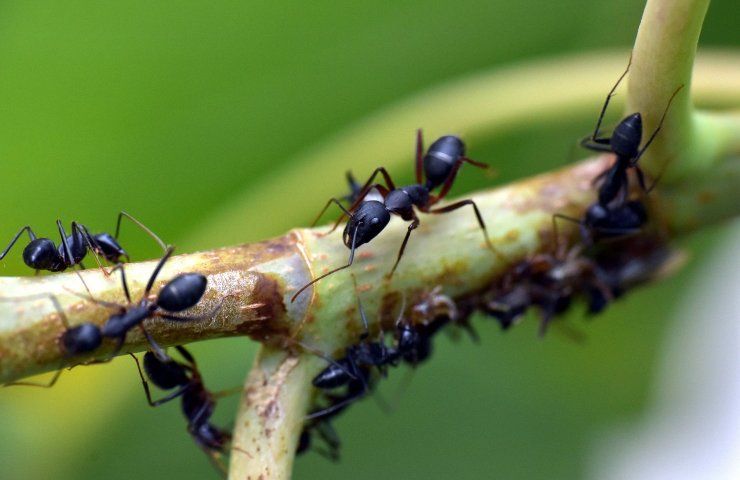 formiche, rimedi naturali, scacchiare, allontanare, insetti