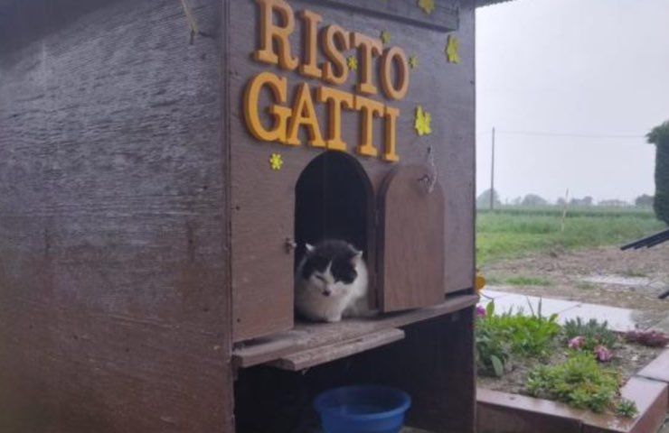 gatti alluvione Bologna