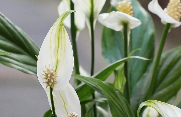 giglio della pace, spatifillo, liquido, infuso, giardino