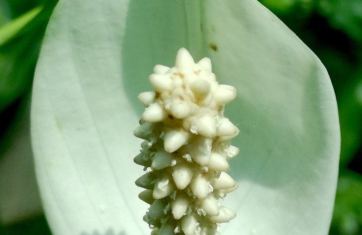 giglio della pace, fertilizzante, giardino, pianta da arredo, pianta da interni