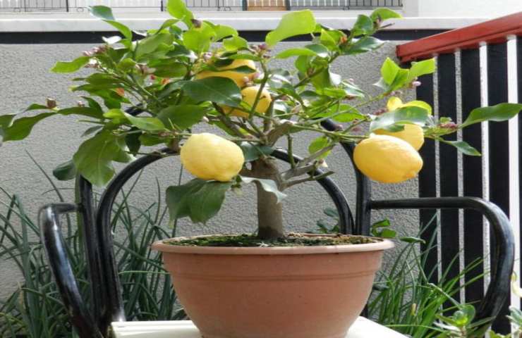 Pianta di limone con foglie arricciate, cosa significa e come agire
