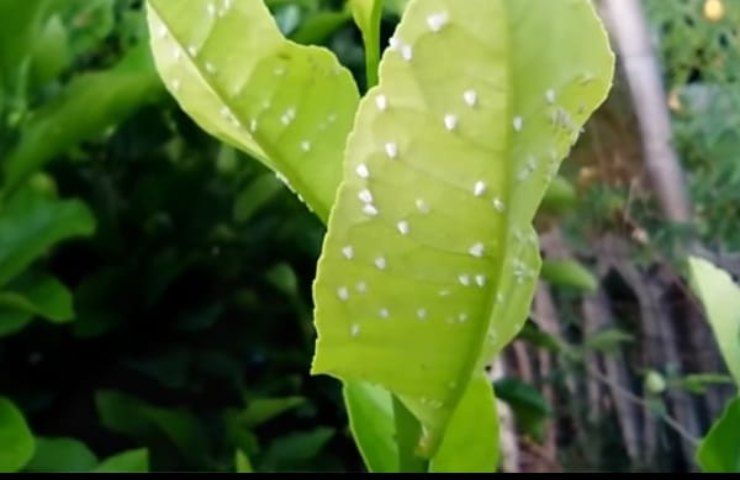 Pianta di limone con foglie arricciate, cosa significa e come agire