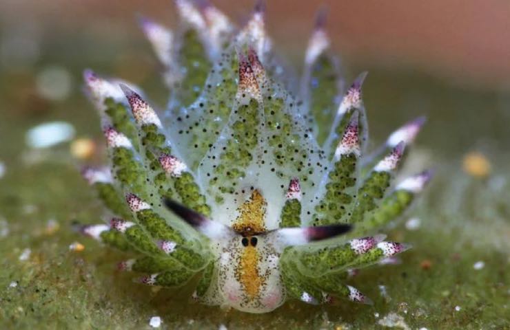 Costasiella kuroshimae capacità