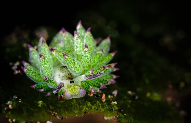 lumaca mare Costasiella kuroshimae