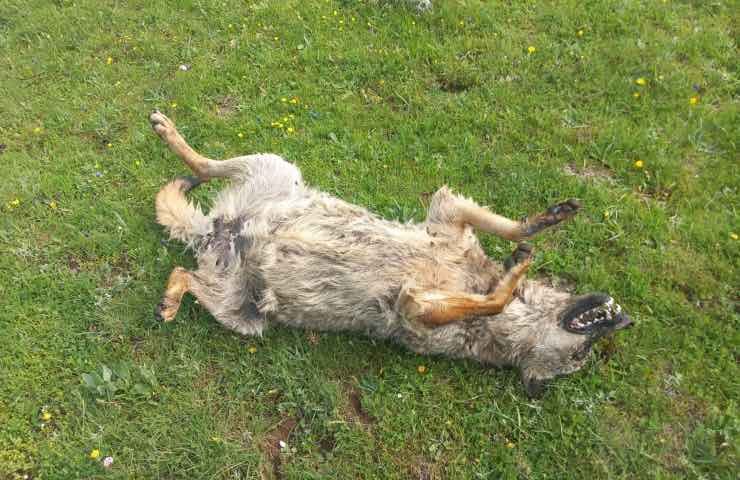 lupi morti Abruzzo