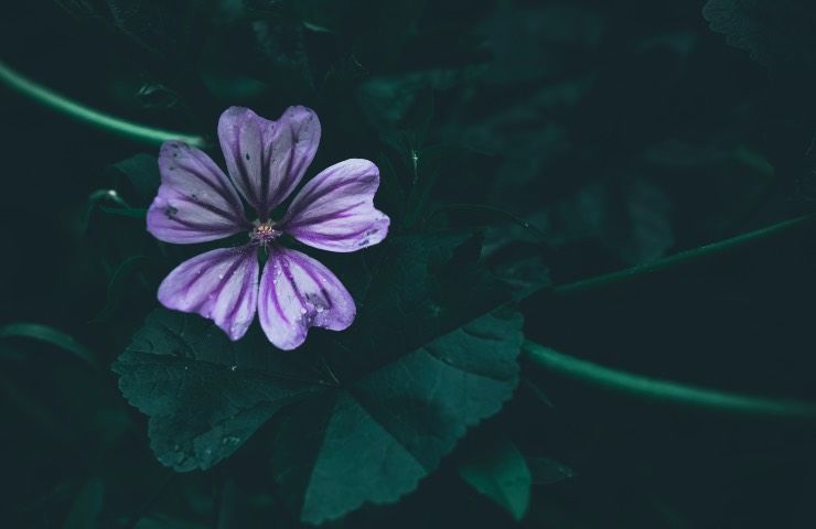 malva tisana benefici