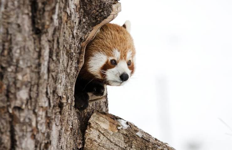 il panda rosso: un animale solitario e maldestro 