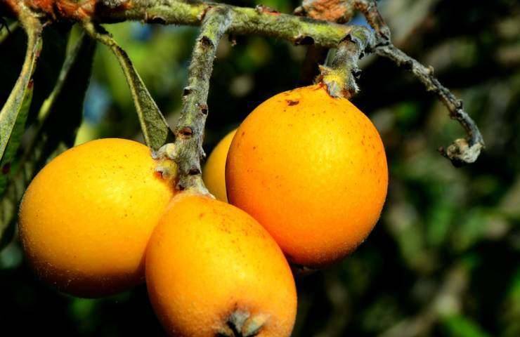 raccolta fiori e frutta