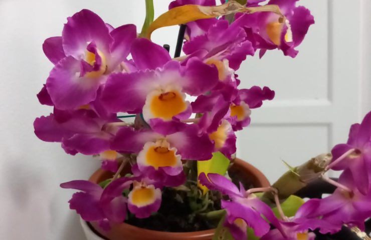orchidea nascita steli