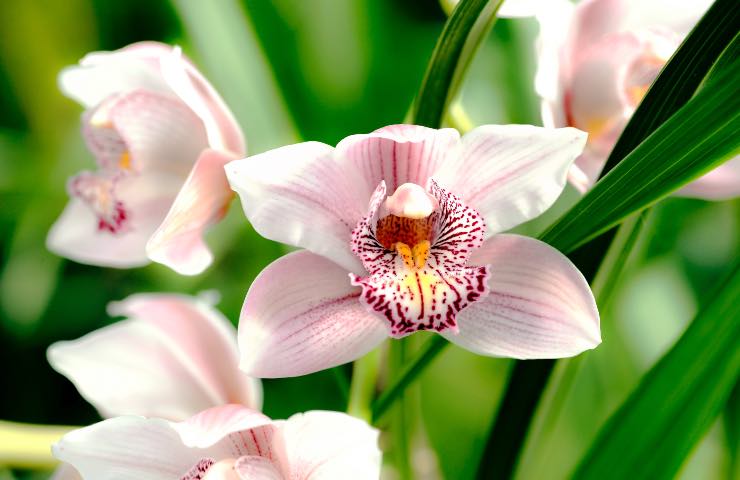 orchidea notizie utili 