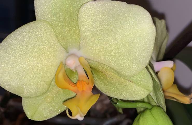 orchidea nuovi germogli