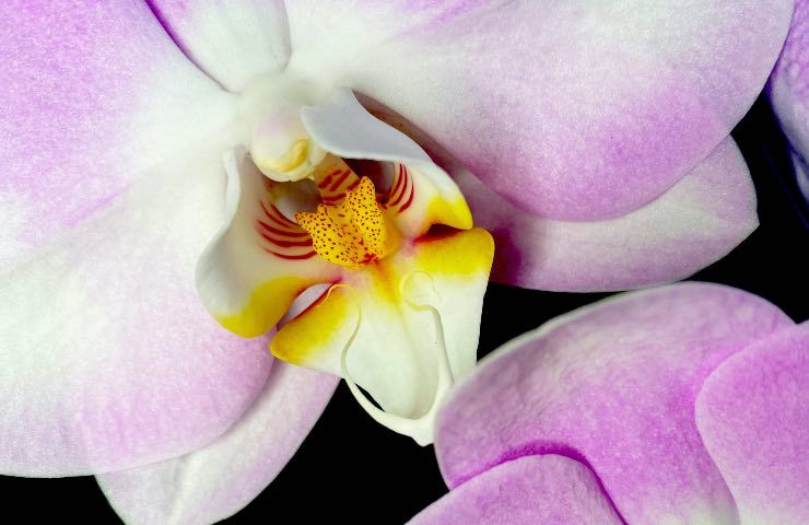 orchidea caratteristiche pianta