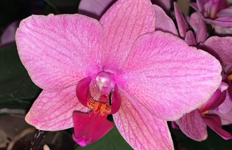 orchidea steli nuovi