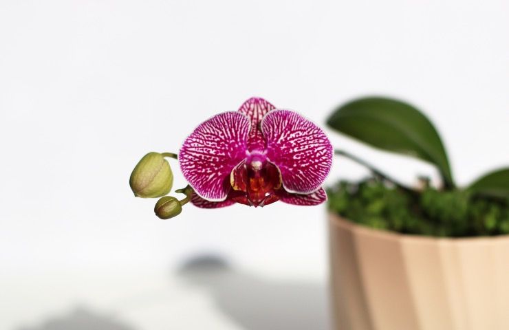 orchidea caratteristiche tecniche