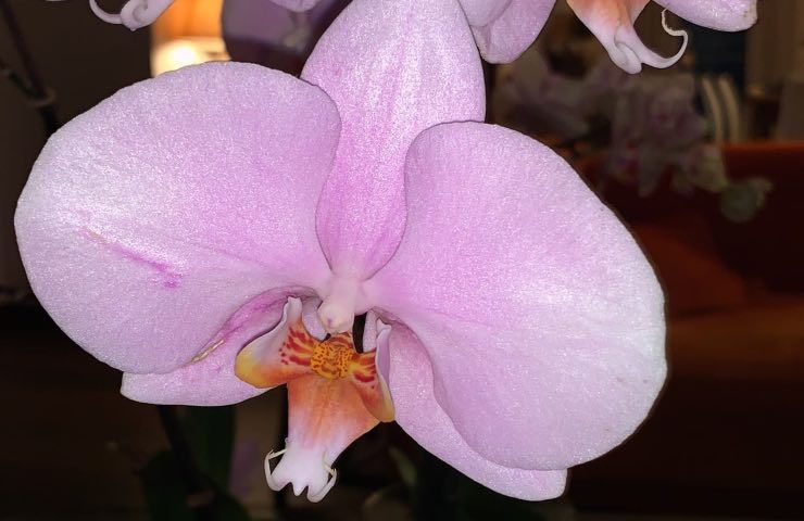 orchidee riconoscere steli