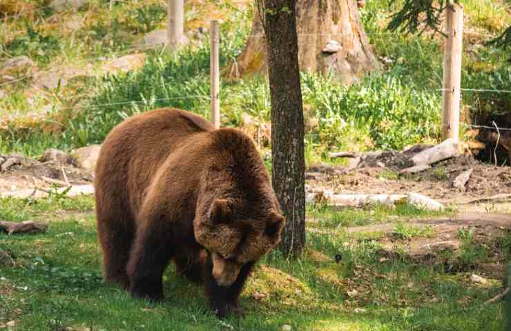 orso bruno cassonetto