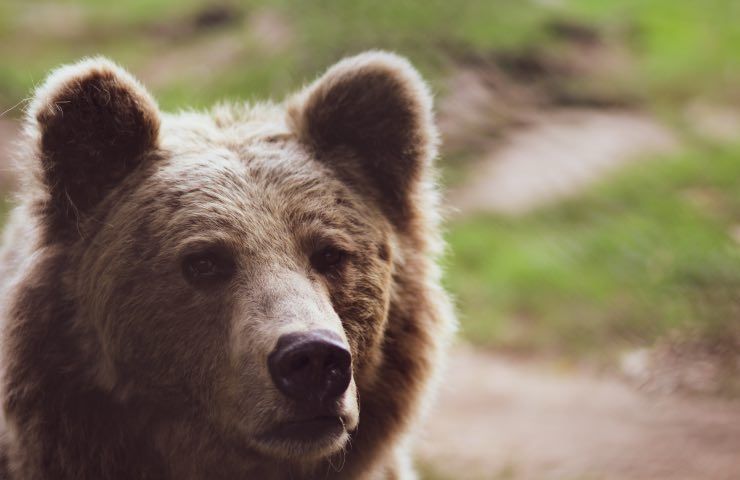 orso sfonda porta casa