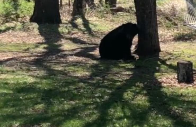 orso nero fuga