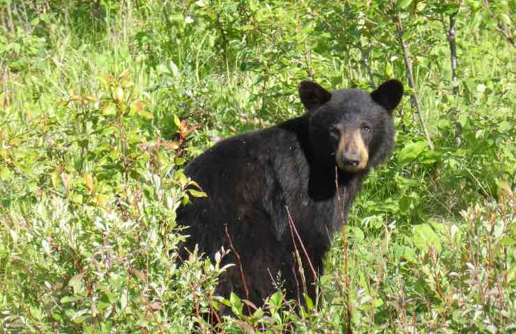 orso nero casa