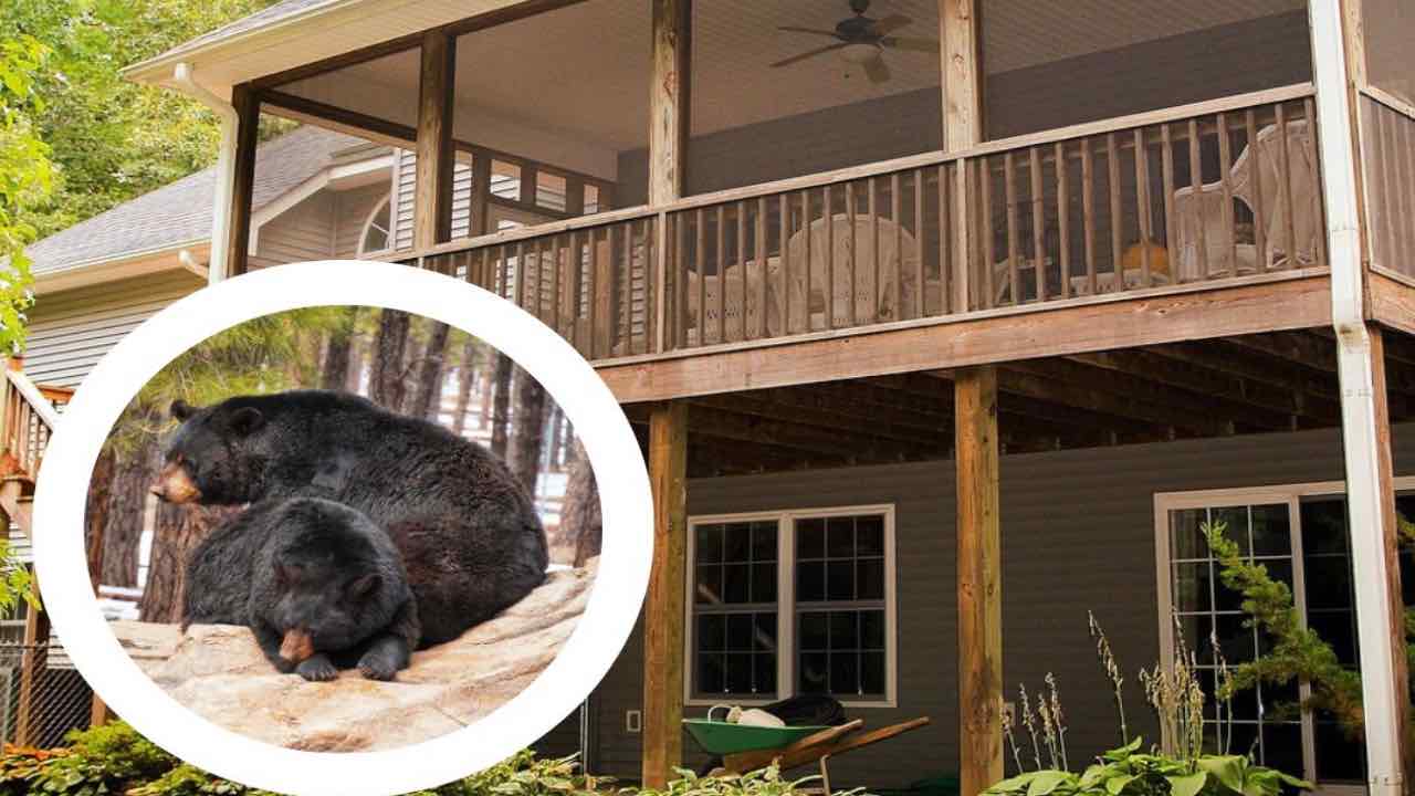 fuga orso nero portico